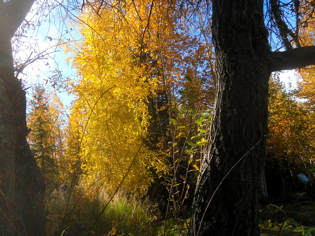 Autumn light