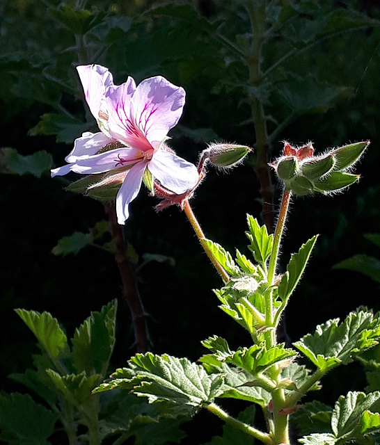 Orange-scented pelargonium