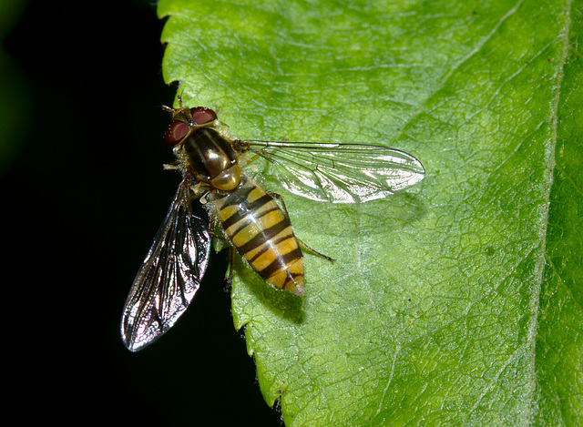 Hoverfly IMG_4823