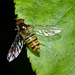 Hoverfly IMG_4823