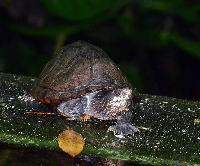 Karibische Schmuckschildkröte