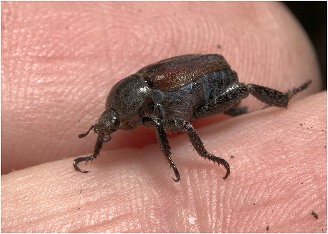 IMG 9276 -1WelshChafer