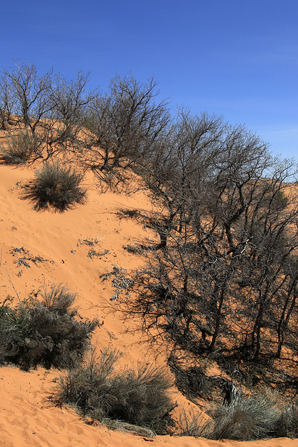 Coral Pink Sand Dunes State Park