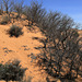 Coral Pink Sand Dunes State Park