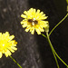 20230706 1577CPw [D~LIP] Kleinköpfiger Pippau (Crepis capillaris), Schmalbiene (Lasioglossum agg), Bad Salzuflen