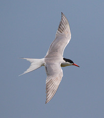 EF7A0353 Common Tern