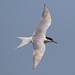 EF7A0353 Common Tern