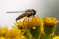 20140714 3911VRMw [D~LIP] Hainschwebfliege (Episyphus balteatus), [Wander-, Winterschwebfliege], UWZ, Bad Salzuflen