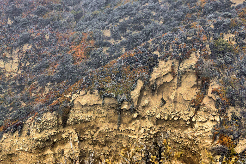 Patchwork – Hurricane Point, Big Sur, Monterey County, California