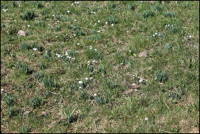 Noccaea caerulescens (3)