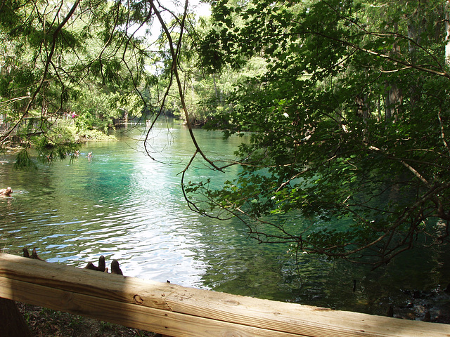 Manatee Springs