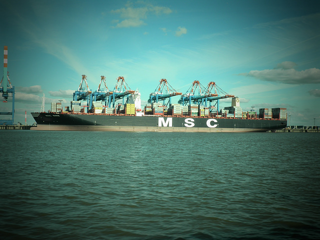 MSC MAYA