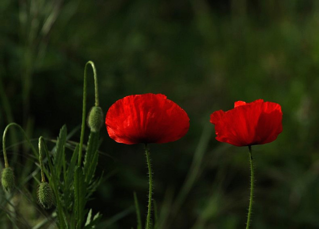 fleurs et boutons ......