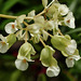 Tropical flower, Trinidad - Begonia