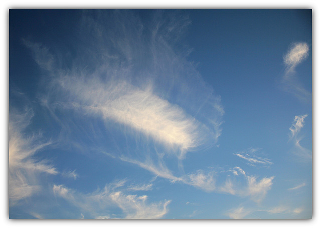 Tapis volant, ou plume d'ange ?