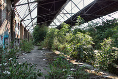 Vegetation in der Abfertigungshalle des alten Güterbahnhofs Duisburg / 19.08.2018