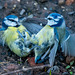 Blue tits fighting