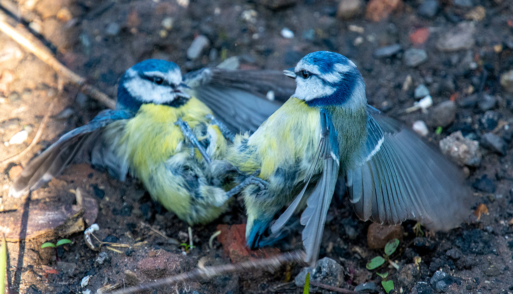 Blue tits fighting