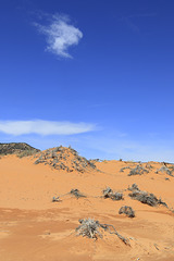 Coral Pink Sand Dunes State Park