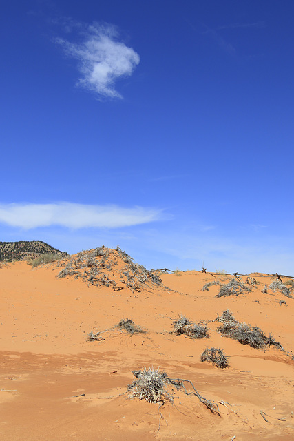 Coral Pink Sand Dunes State Park