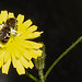 20230706 1578CPw [D~LIP] Kleinköpfiger Pippau (Crepis capillaris), Schmalbiene (Lasioglossum agg), Bad Salzuflen