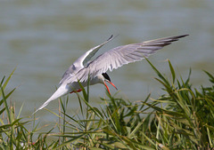 EF7A0356 Common Tern-2