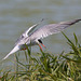 EF7A0356 Common Tern-2