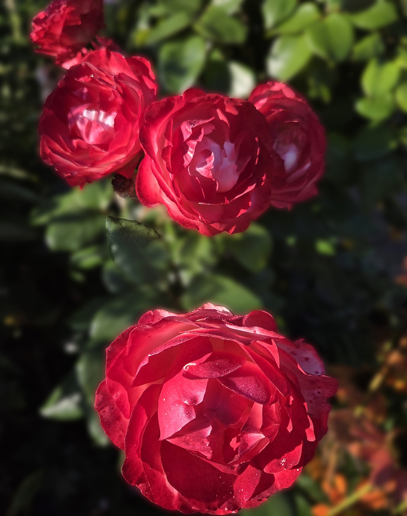 Rote Rosen
