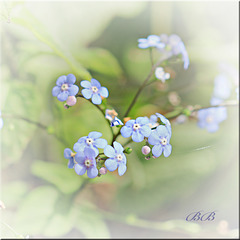 ~ Forget me not ~