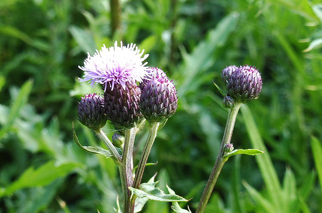 distel, aufgeblüht