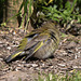 20160504 1396VRTw [D~LIP] Grünfink (Carduelis chloris) [JV], Bad Salzuflen