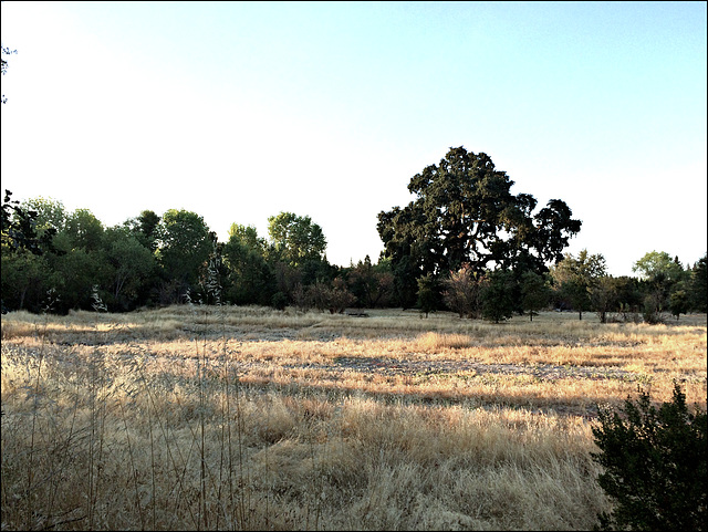 Morning at Willow Creek