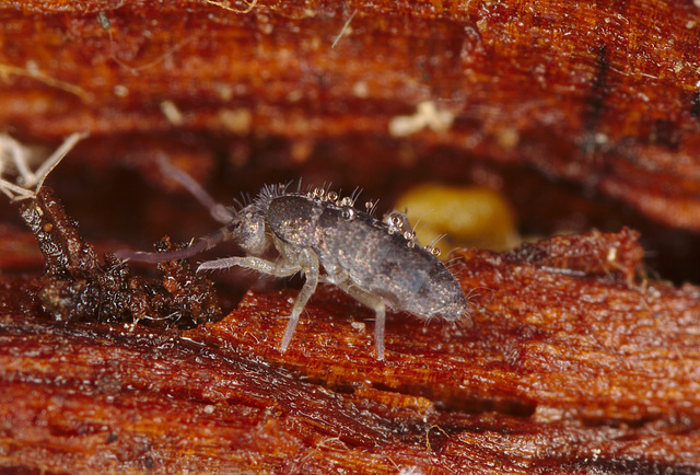 Springtail EF7A5217