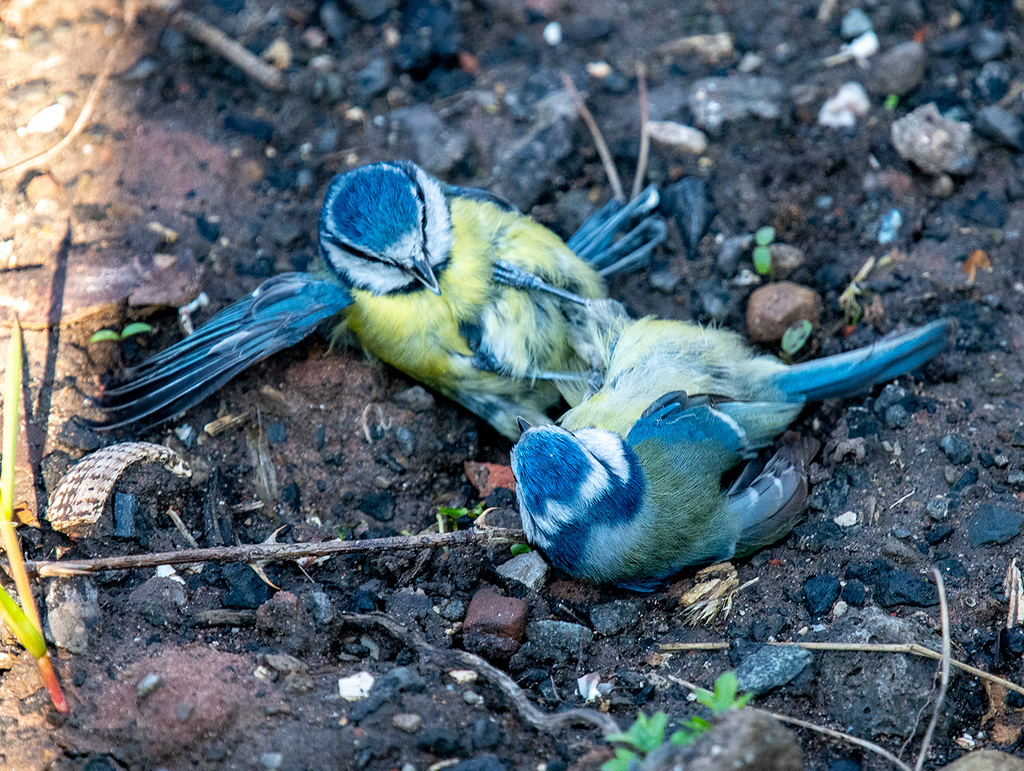 Blue tits fighting
