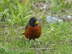 American Robin (2) - 15 May 2019