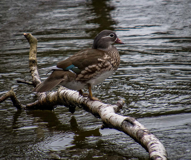 Mandarin duck6