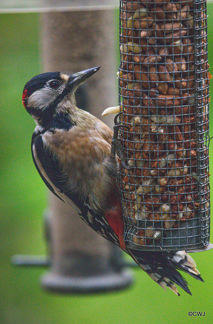 Greater Spotted Woodpecker