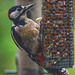 Greater Spotted Woodpecker