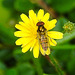 20230706 1587CPw [D~LIP] Kleinköpfiger Pippau (Crepis capillaris), Hainschwebfliege, Bad Salzuflen