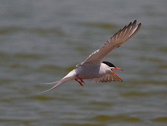 EF7A0358 Common Tern