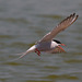 EF7A0358 Common Tern