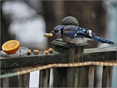 Wet-snowy Boxing Day bird