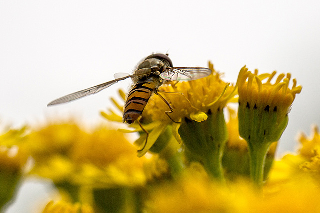 20140714 3910VRMw [D~LIP] Schwebfliege, UWZ, Bad Salzuflen