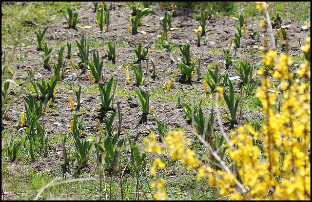 coup de soleil au jardin (1)