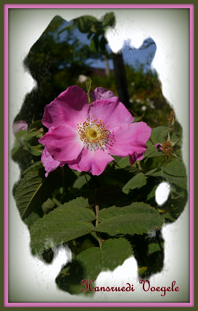 Rose 15