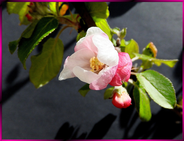 Apfelblüte. Apple Blossom. ©UdoSm