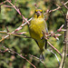 20160504 1397VRTw [D~LIP] Grünfink (Carduelis chloris), Bad Salzuflen