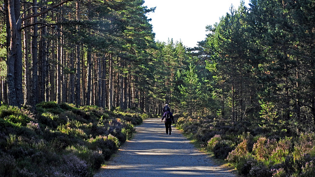 Glenmore forest trail