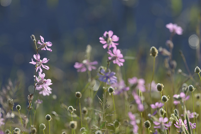 Silene colorata