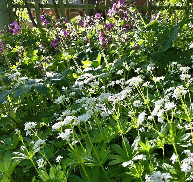 Sweet woodruff, pink geraniums